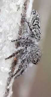 Mostlikely a jumping spider ( Salticidae ) This spider was working on her egg sack , which was on a dry grass stem. The spider was approx. 6-7 mm long.
The coloration was just like black and white. Australia,Eamw spiders,Geotagged,Spring