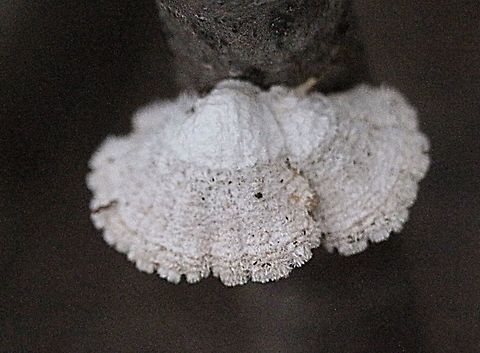 Schizophyllum commune  Australia,Geotagged,Schizophyllum commune,Spring