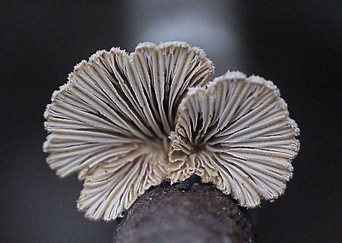 Schizophyllum commune  Australia,Geotagged,Schizophyllum commune,Spring