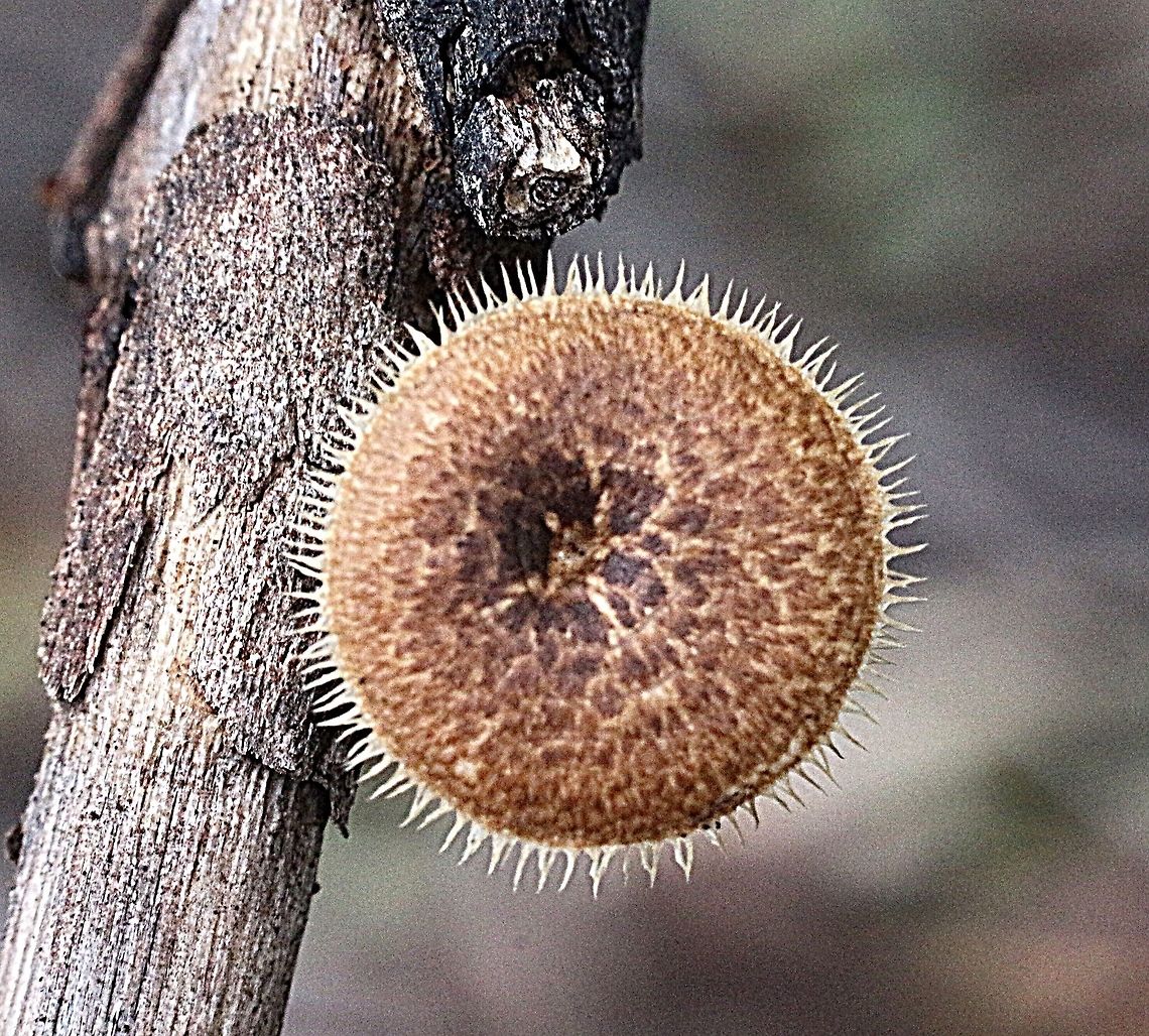Polyporus arcularius  Australia,Geotagged,Polyporus arcularius,Spring