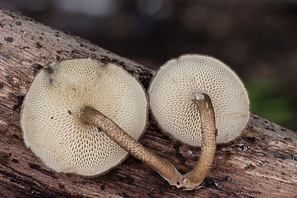 Polyporus arcularius  Australia,Geotagged,Polyporus arcularius,Spring