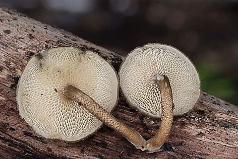 Polyporus arcularius  Australia,Geotagged,Polyporus arcularius,Spring
