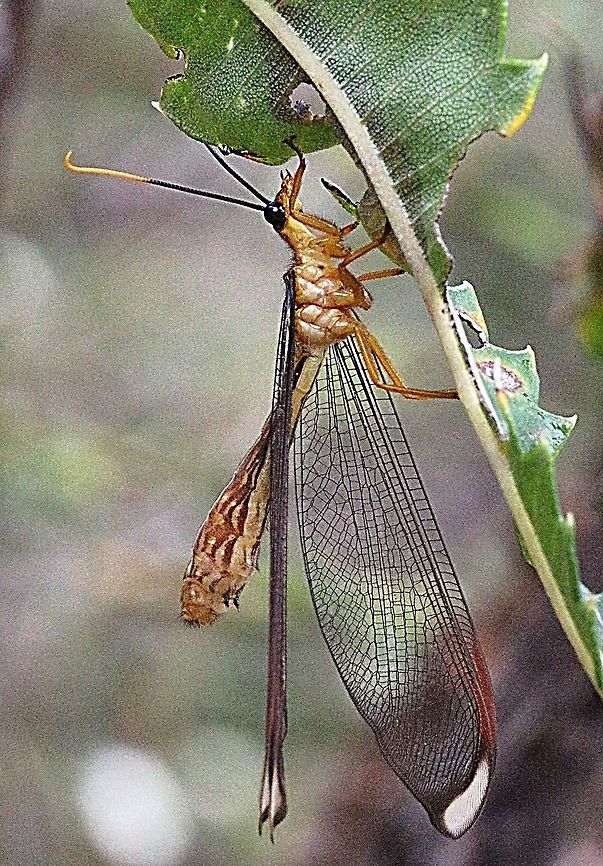 Blue eyes lacewing ( Nymphes myrmeleonides )  Australia,Blue eyes lacewing,Eamw lacewings,Geotagged,Nymphes myrmeleonides,Spring