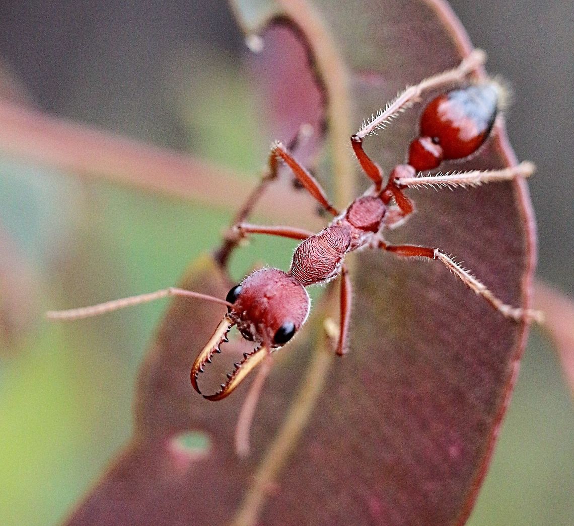 Red bull ant ( Myrmecia gulosa ) This ant is about 25- 30 mm long . It can see you from a fair distance away and will even attempt to follow you. Australia,Geotagged,Myrmecia gulosa,Red bull ant,Spring