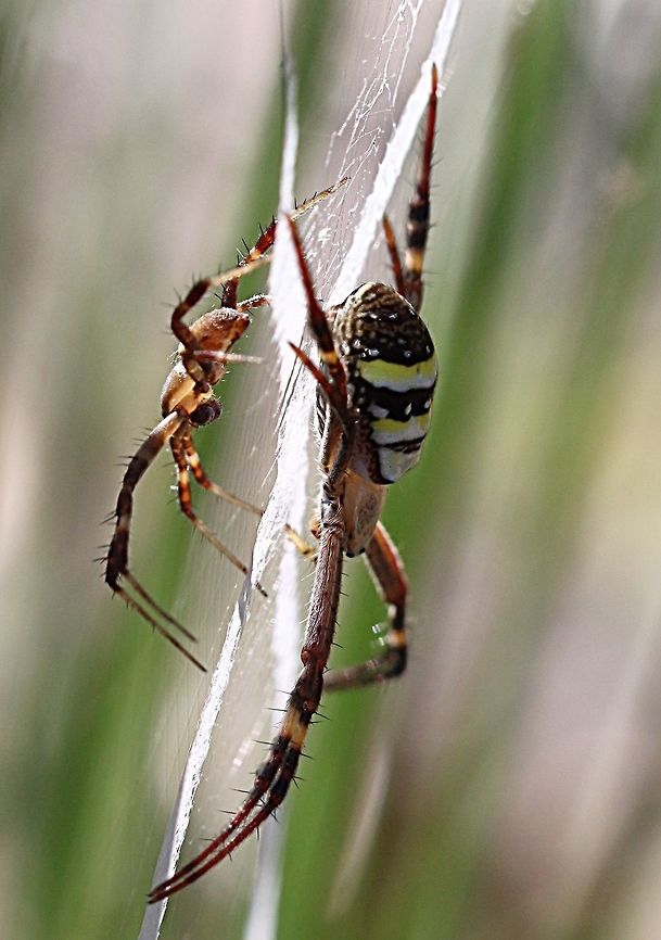 St. Andrew’s Cross spider ( Argiope keyserlingi ) Both sexes in one web, but the male plays it safe and makes sure he has a sheet of silk between him and his much larger female.  Argiope keyserlingi,Australia,Eamw spiders,Geotagged,St Andrews Cross Spider,Summer