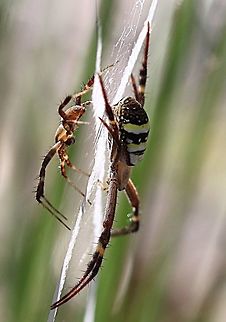 St. Andrew’s Cross spider ( Argiope keyserlingi ) Both sexes in one web, but the male plays it safe and makes sure he has a sheet of silk between him and his much larger female.  Argiope keyserlingi,Australia,Eamw spiders,Geotagged,St Andrews Cross Spider,Summer