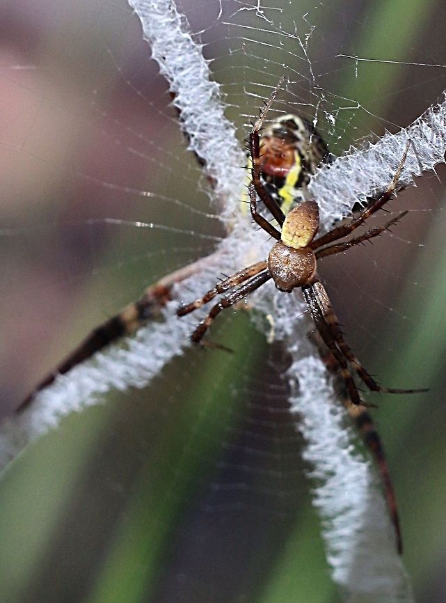 St. Andrew’s Cross spider (Argiope keyserlingi ) Size comparison of male and female St. Andrews Cross spider both in the same web. Argiope keyserlingi,Eamw spiders,Eamw spiders Orbweavers,St Andrews Cross Spider