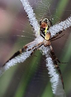 St. Andrew’s Cross spider (Argiope keyserlingi ) Size comparison of male and female St. Andrews Cross spider both in the same web. Argiope keyserlingi,Eamw spiders,Eamw spiders Orbweavers,St Andrews Cross Spider