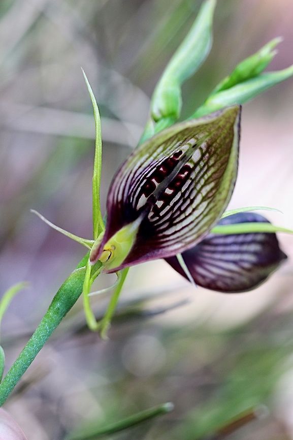 Bonnet Orchid ( Cryptostylis erecta )  Cryptostylis erecta,Tartan tongue orchid
