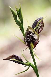 Bonnet Orchid ( Cryptostylis erects )  Australia,Cryptostylis erecta,Geotagged,Summer,Tartan tongue orchid