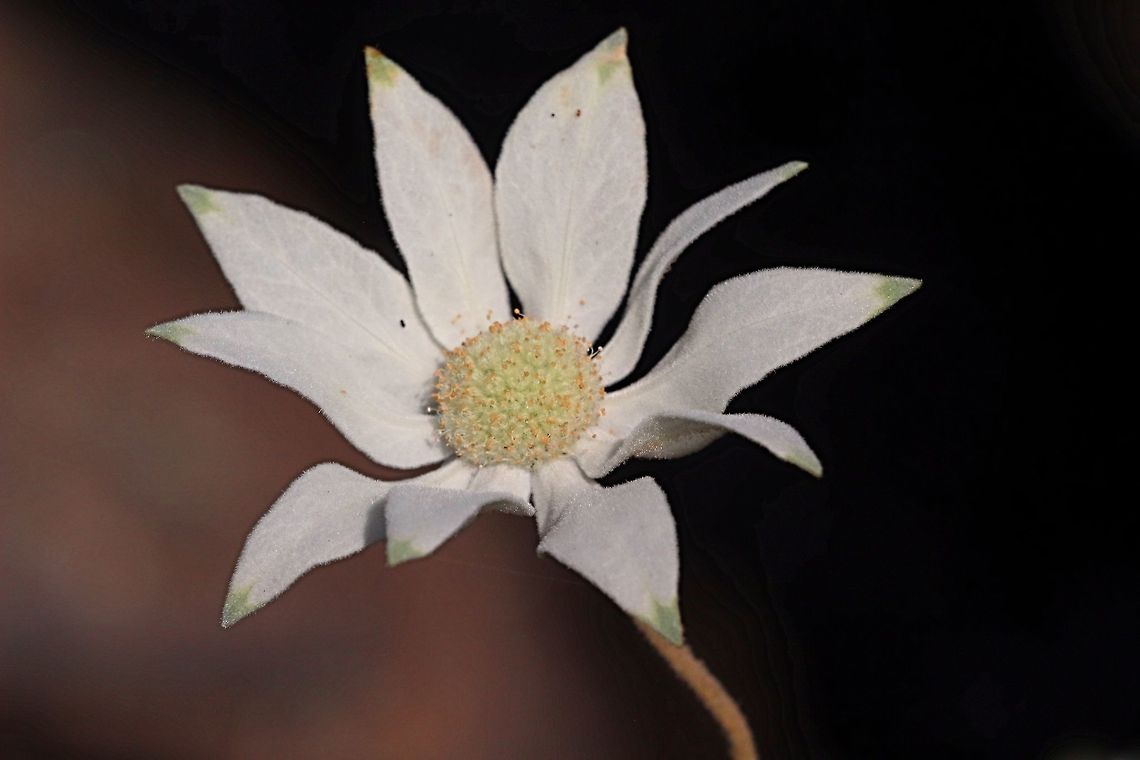 Flannel flower ( Actinotus helianthi )  Actinotus helianthi,Australia,Flannel Flower,Geotagged,Summer