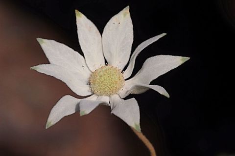 Flannel flower ( Actinotus helianthi )  Actinotus helianthi,Australia,Flannel Flower,Geotagged,Summer