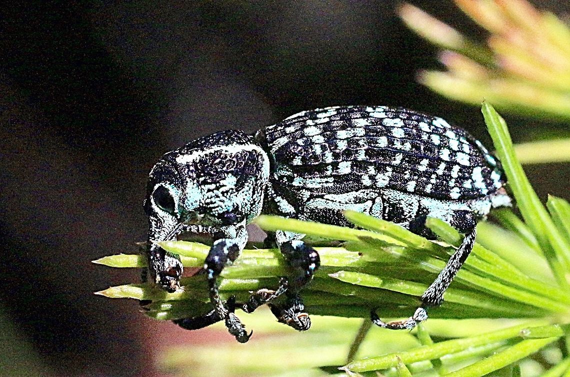 Botany Bay weevil ( Chrysolopus spectabilis ) Usually found on Acacia longifolia .  Australia,Chrysolopus spectabilis,Geotagged,Summer