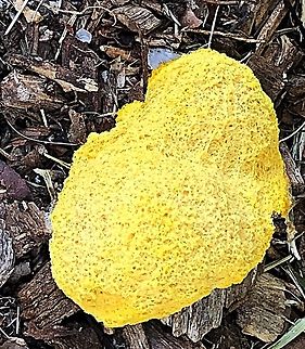 Dog vomit slime mold ( Fuligo septica)  Australia,Dog vomit slime mold,Fuligo septica,Geotagged,Summer