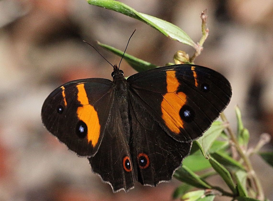 Swordgrass Brown Butterfly ( Tisiphone abeona )  Australia,Eamw butterflies,Geotagged,Summer,Swordgrass brown,Tisiphone abeona