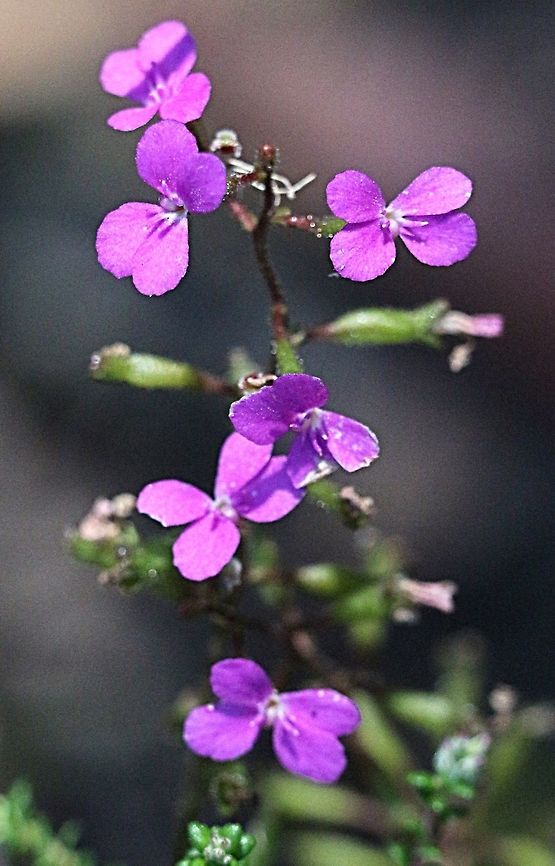 Narrow-leaf Trigger plant - (Stylidium lineare )  Geotagged,Narrow-leaf Trigger Plant,Stylidium lineare,Winter
