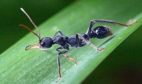 Jack jumper ant ( Myrmecia pilosula) Large ant approx. 25 mm foraging for food on agapanthus plant. Much of the time they are found by themselves. Jack jumper,Myrmecia pilosula