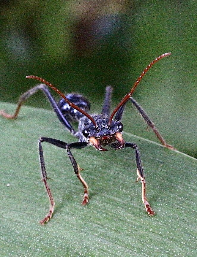 Jack jumper ant ( Myrmecia pilosula) Approximately 25 mm , observed foraging for food on agapanthus plants . Very aware of its surroundings and following any movement near it. Australia,Geotagged,Jack jumper,Myrmecia pilosula,Summer