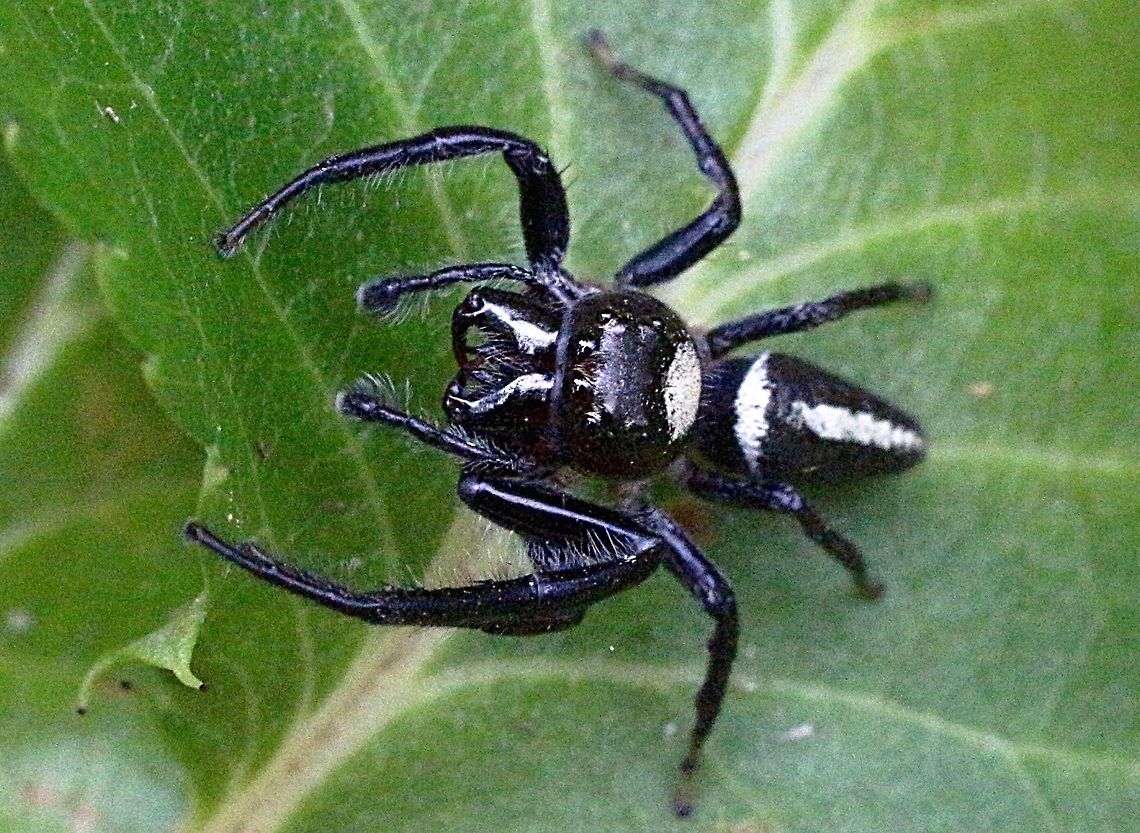 Biting jumping spider ( Opisthoncus mordax) Male spider about 8-10 mm long searching amongst leaves. Australia,Biting Jumping Spider,Eamw spiders,Geotagged,Opisthoncus mordax,Summer