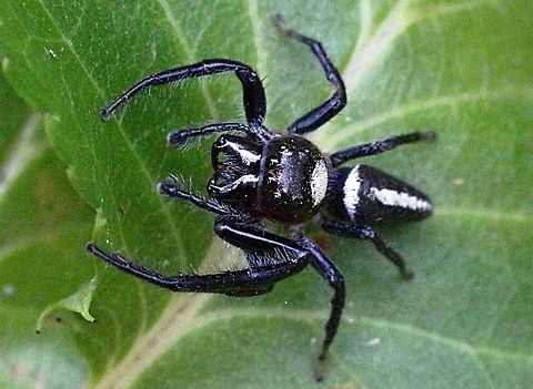 Biting jumping spider ( Opisthoncus mordax) Male spider about 8-10 mm long searching amongst leaves. Australia,Biting Jumping Spider,Eamw spiders,Geotagged,Opisthoncus mordax,Summer