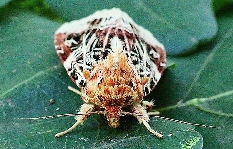 Lili moth -Spodoptera picta  Australia,Eamw moth,Geotagged,Lily caterpillar,Spodoptera ew,Spodoptera picta,Summer