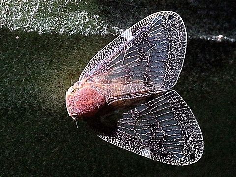 Passion vine hopper -Scolypopa australis  Australia,Geotagged,Passionvine hopper,Scolypopa australis,Summer