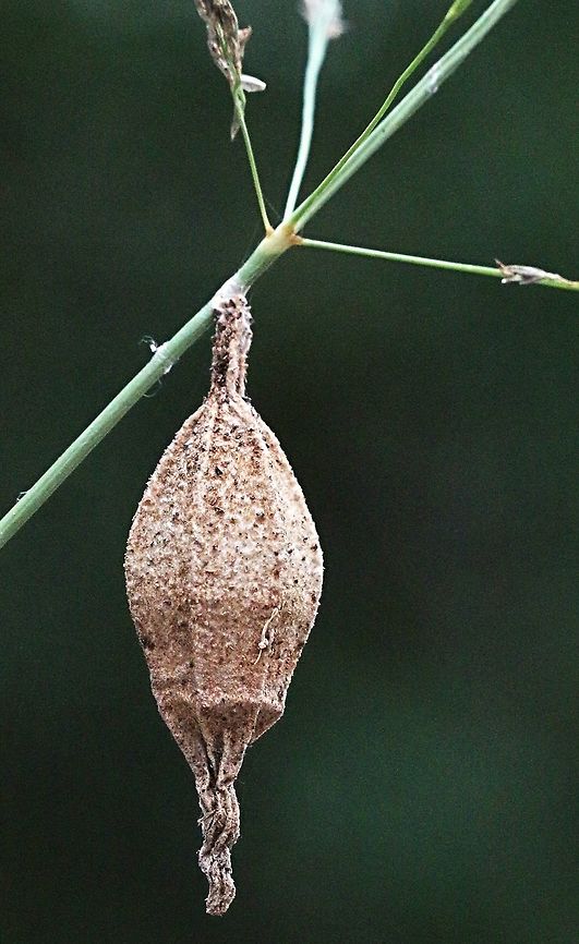 Case or bag moth cocoon - unidentified First one I find on a grass stalk. Most of them are on Acacia and Eucalyptus trees. Australia,Case moth,Eamw case moth,Eamw moth,East Kurrajong NSW,Geotagged,Summer,unidentified