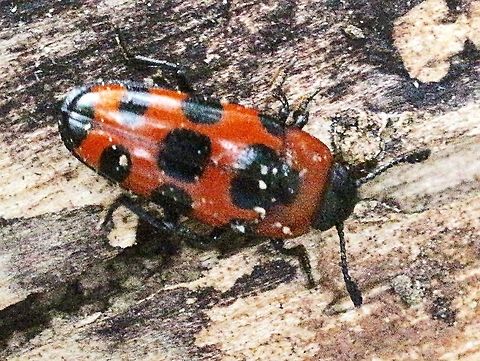 Fungus beetle - unidentified Found on a polyporus fungus  Australia,Geotagged,Summer