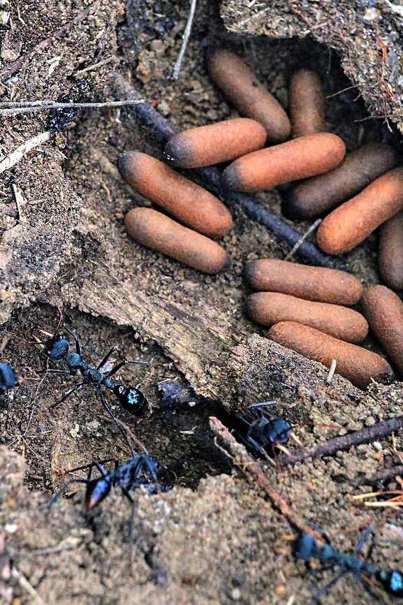 Jack jumper ant - Myrmecia pilosula Ant in nest under a treestump garding some pupae. Australia,Geotagged,Jack Jumper,Myrmecia pilosula,Summer