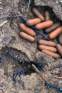 Jack jumper ant - Myrmecia pilosula Ant in nest under a treestump garding some pupae. Australia,Geotagged,Jack Jumper,Myrmecia pilosula,Summer
