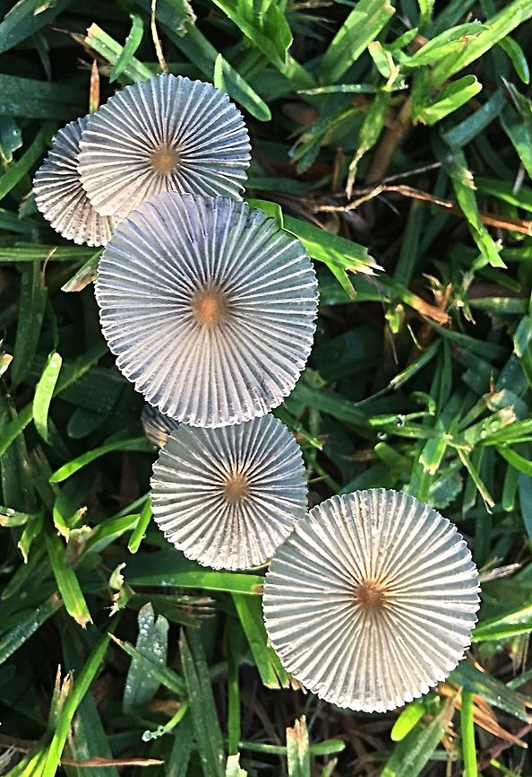 Pleated Inkscape - Parasola plicatilis Found in lawn area after heavy rain overnight. Australia,Geotagged,Parasola plicatilis,Summer