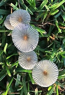 Pleated Inkscape - Parasola plicatilis Found in lawn area after heavy rain overnight. Australia,Geotagged,Parasola plicatilis,Summer