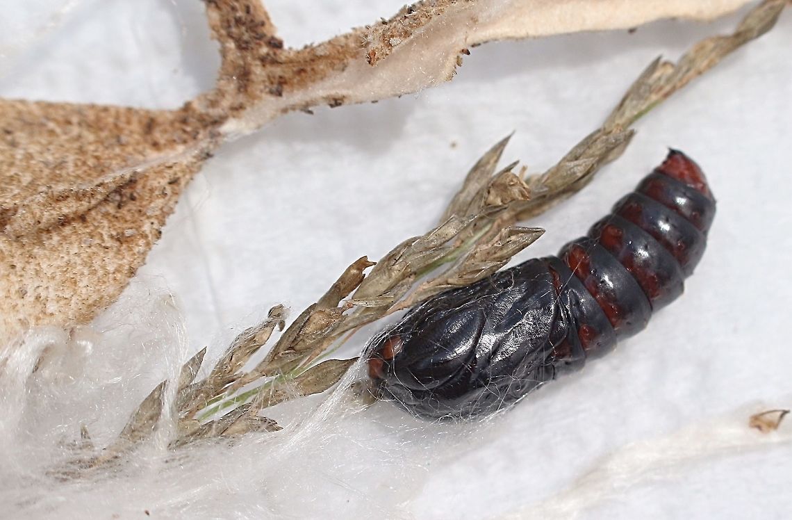 case moth or bag moth pupae Approx. 12-15 mm Long  Australia,Case moth,Eamw case,Eamw case moth,Eamw moth,Eamw pupae,Geotagged,Summer,unidentified