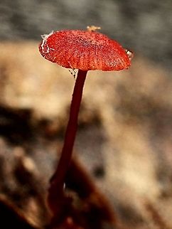 Minute Fungus  growing on a decaying eucalyptus leaf Stem approx. 20 mm and cap dia . 5-6 mm
 Australia,Geotagged,Summer