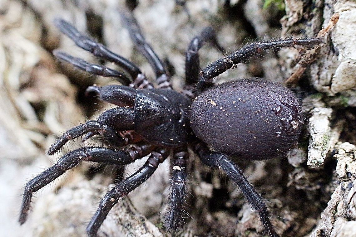 Blue Mountain funnel-Web spider (Hadronycha versuta) This spider ( female) looks almost 100% like the Sydney funnel-web spider ( Atrax robustes)<br />
Except that it did not have a silk lined barrow into the soil but was dig into a decaying log. Also in one photo the thorax breast plate is a more reddish brown. I would need to find a female Sydney funnel-web spider for comparison. Australia,Blue Mountains funnel-web spider,Eamw spiders,Geotagged,Hadronycha versuta,Summer