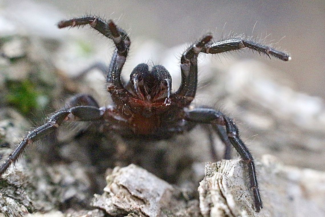Blue Mountain funnel-Web spider ( Hadronycha versuta) The female in a aggressive pose , ready to strike.<br />
A small droplet of its poison is showing on its left fang. Australia,Blue Mountains funnel-web spider,Eamw spiders,Geotagged,Hadronycha versuta,Summer