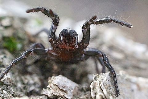 Blue Mountain funnel-Web spider ( Hadronycha versuta) The female in a aggressive pose , ready to strike.
A small droplet of its poison is showing on its left fang. Australia,Blue Mountains funnel-web spider,Eamw spiders,Geotagged,Hadronycha versuta,Summer