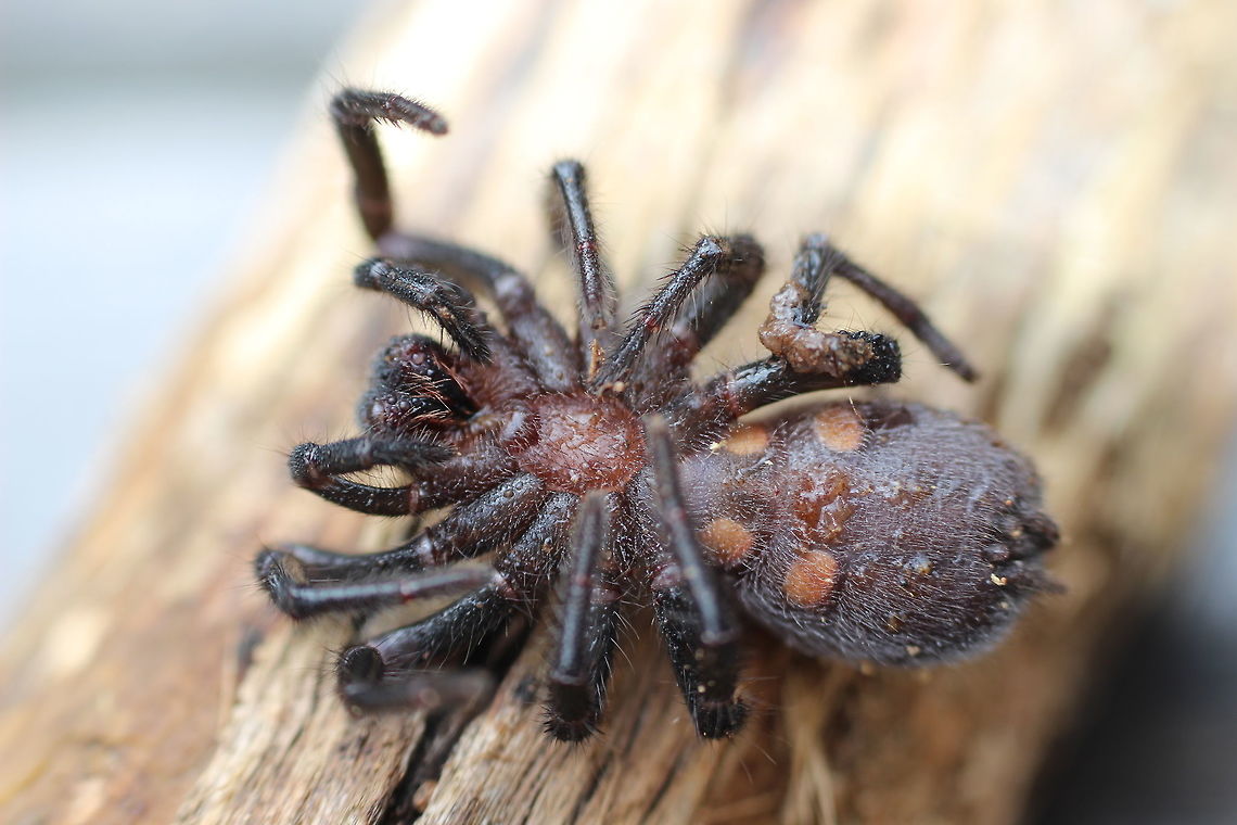 Blue Mountain funnel-web spider ( Hadronycha versuta) Female cooled down to let me show the reddish brown thorax breast plate.  Australia,Blue Mountains funnel-web spider,Eamw spiders,Geotagged,Hadronycha versuta,Summer