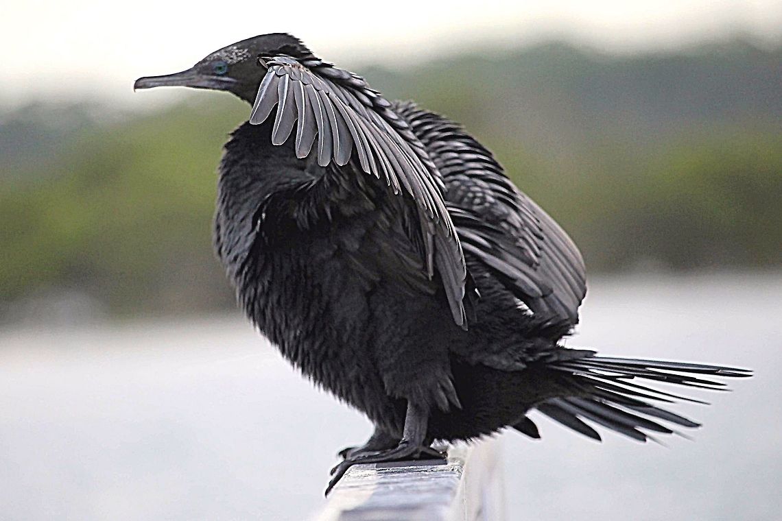 Little black cormorant - Phalacrocorax sulcirostris Eaten to much fish and now must rest. Australia,Geotagged,Phalacrocorax sulcirostris,Summer,little black cormorant