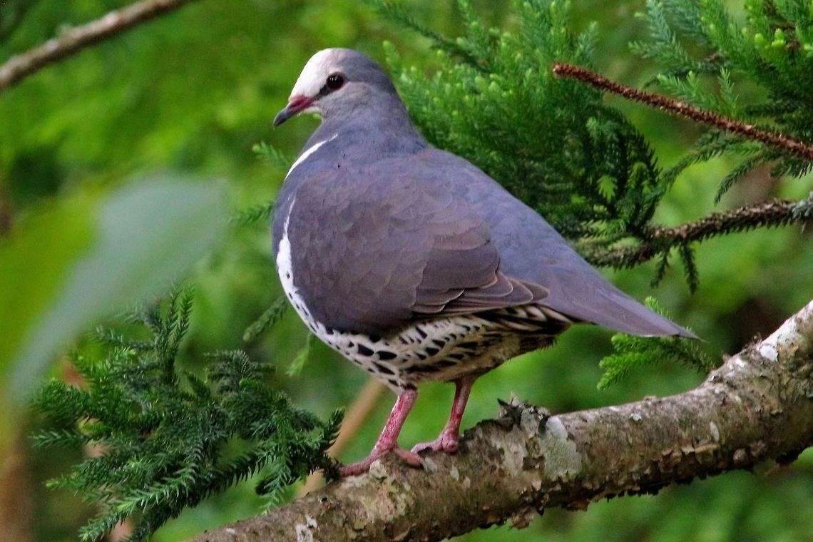 Wonga  pigeon- Leucosarcia melanoleuca A rather plump pigeon but very agile when foraging for food in grassy areas. Australia,Geotagged,Summer,Wonga pigeon,melanoleuca