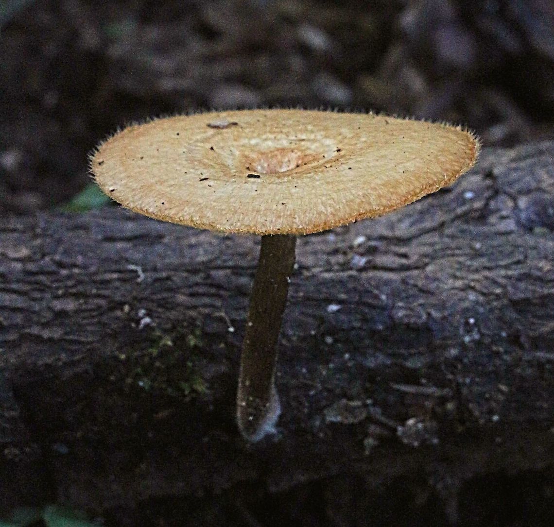 Polyporus arcularis Growing on decaying branch . Australia,Geotagged,Polyporus arcularius,Summer