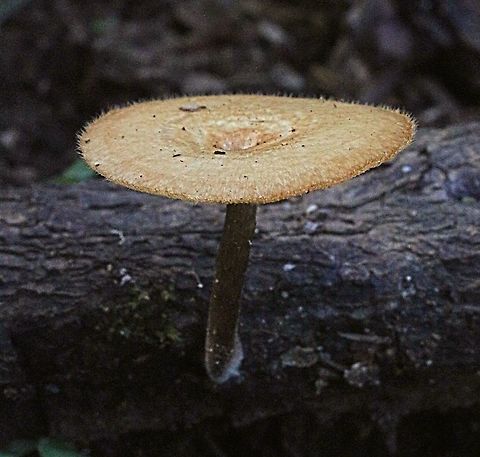 Polyporus arcularis Growing on decaying branch . Australia,Geotagged,Polyporus arcularius,Summer