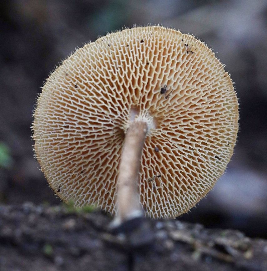 Polyporus arcularis  Australia,Geotagged,Polyporus arcularius,Summer