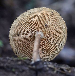 Polyporus arcularis  Australia,Geotagged,Polyporus arcularius,Summer