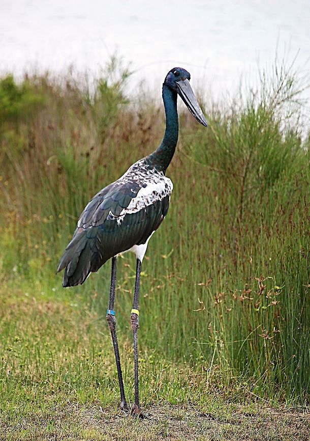 Black-necked Stork - Ephippiorhynchus asiaticus . Going by the plumage coloration it is still a juvenile bird and has been ringed by the National Park people of NSW.<br />
Apparently the young bird has been hanging out on the artefical canal in a residential area for quite some time . <br />
<br />
<br />
<br />
 Australia,Black-necked Stork,Ephippiorhynchus asiaticus,Geotagged,Summer