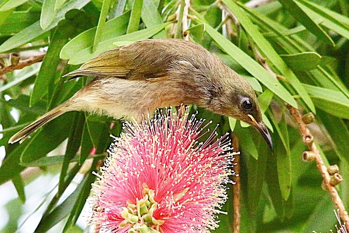 Brown Honeyeater- Lichmera indistincta Feeding on calistemon ( Bottle brush flowers) in a residential garden. Australia,Brown Honeyeater,Geotagged,Lichmera indistincta,Summer