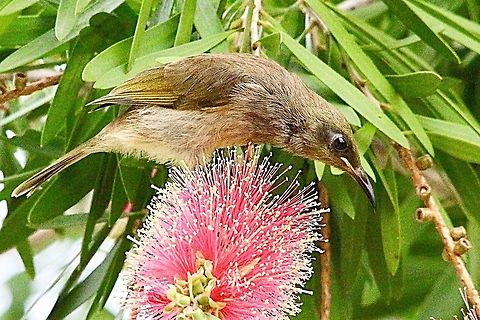 Brown Honeyeater- Lichmera indistincta Feeding on calistemon ( Bottle brush flowers) in a residential garden. Australia,Brown Honeyeater,Geotagged,Lichmera indistincta,Summer