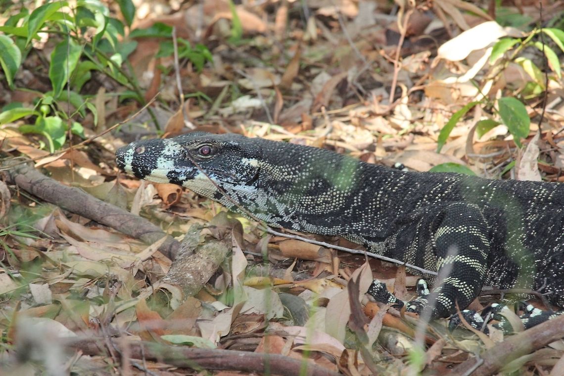 Lace monitor- Varanasi varius . Sorry poor image. This one was very alert and moving away from me all the time. Australia,Geotagged,Lace monitor,Summer,Varanus varius