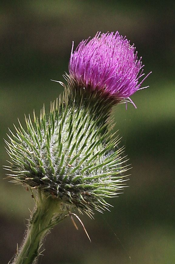 Cotton thistle- Onopordum acanthium. Flower head of cotton thistle . A common introduced weed in south east Australia. Australia,Cotton Thistle,Geotagged,Onopordum acanthium,Summer
