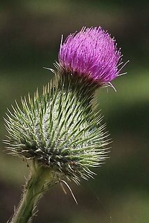 Cotton thistle- Onopordum acanthium. Flower head of cotton thistle . A common introduced weed in south east Australia. Australia,Cotton Thistle,Geotagged,Onopordum acanthium,Summer